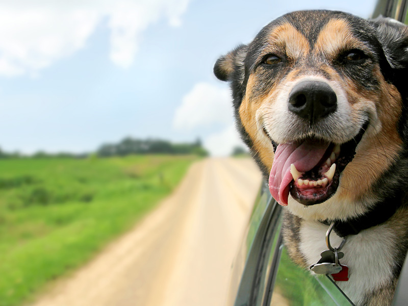 washington state pet laws